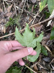 Cyrtomium caryotideum