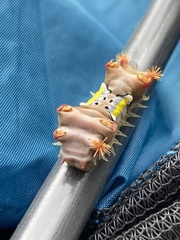 Doratifera vulnerans