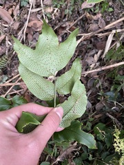 Cyrtomium caryotideum