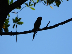 Eupsittula pertinax pertinax