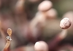 Nectria pseudotrichia