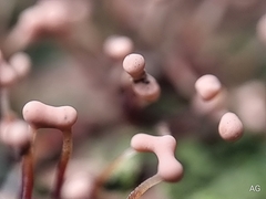 Nectria pseudotrichia