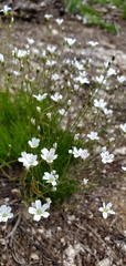Eremogone capillaris
