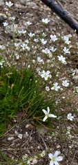 Eremogone capillaris