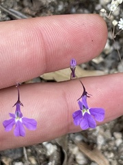 Lobelia aurita