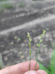 Carex brunnescens