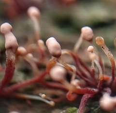 Nectria pseudotrichia