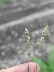 Carex brunnescens