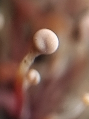 Nectria pseudotrichia