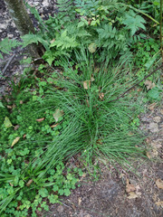 Carex brunnescens
