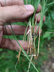Carex brunnescens
