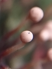 Nectria pseudotrichia
