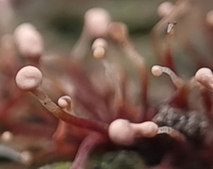 Nectria pseudotrichia