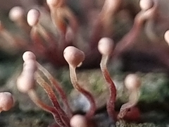 Nectria pseudotrichia
