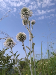 Echinops grijsii