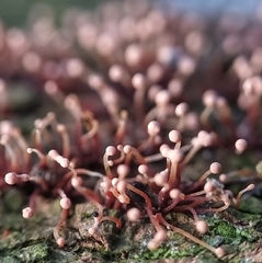 Nectria pseudotrichia