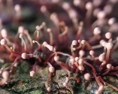 Nectria pseudotrichia