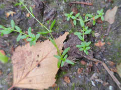 Callitriche palustris