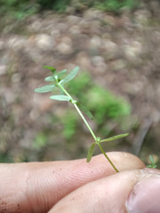 Callitriche palustris
