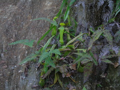 Nepenthes reinwardtiana