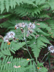 Hieracium subpellucidum
