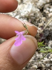 Stachys tenerrima