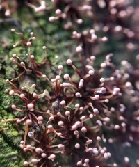 Nectria pseudotrichia