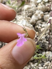 Stachys tenerrima