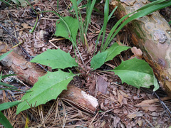 Hieracium subpellucidum
