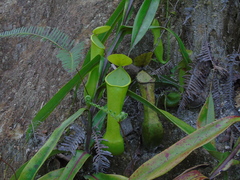 Nepenthes reinwardtiana