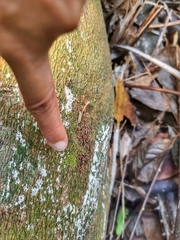 Nectria pseudotrichia