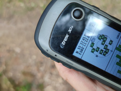 Hieracium subpellucidum