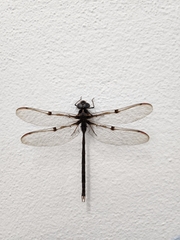 Telephlebia godeffroyi