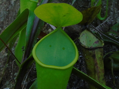 Nepenthes reinwardtiana