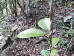 Hoya australis australis
