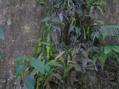 Nepenthes reinwardtiana