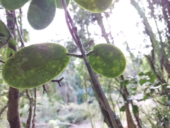 Hoya australis australis