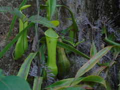 Nepenthes reinwardtiana