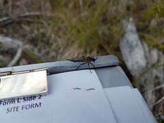 Neomochtherus willistoni