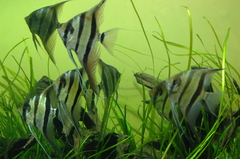 Pterophyllum