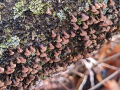 Porodisculus pendulus