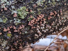 Porodisculus pendulus