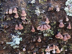 Porodisculus pendulus