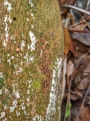 Nectria pseudotrichia