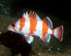 Flag Rockfish photo 2