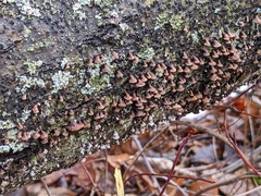 Porodisculus pendulus