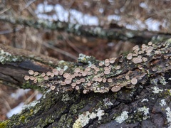 Porodisculus pendulus