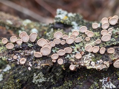 Porodisculus pendulus