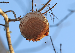 Polybia plebeja
