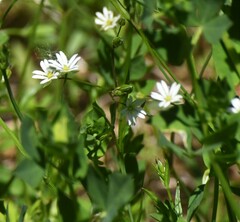 Stellaria graminea